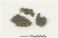 藏品(指葉蘚科)的圖片